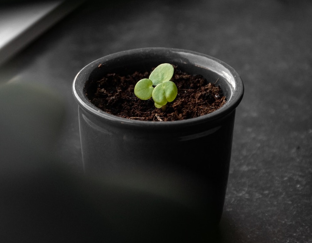 creative diy mini plant